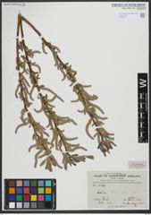 Foto von Salix viminalis L.